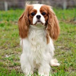 Dawn - Cavalier King Charles Spaniel