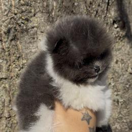 Pomeranian Puppies from Cascade Pomeranians