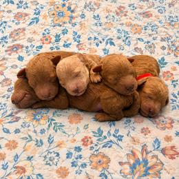 Goldendoodle puppies from Lucky Heart TeddyBear Goldendoodles