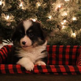 Teddy - Black and tan male Pembroke Welsh Corgi puppy in St. Charles, Iowa from Kim Boyle's Pembroke Welsh Corgis