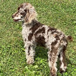 Stetson - Aussiedoodle