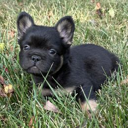French Bulldog Puppies from Christie's Frenchies