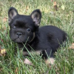 French Bulldog Puppies from Christie's Frenchies