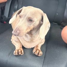 Peanut - Fawn (Isabella) female Dachshund puppy in Bakersfield, California from KC Doxies