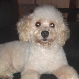 Diamond - Yorkipoo