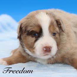 Freedom - Red merle male Miniature Australian Shepherd puppy in Weeki Wachee, Florida from Arlington's Mini Aussies