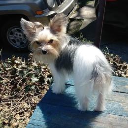 Kiwi - Yorkshire Terrier
