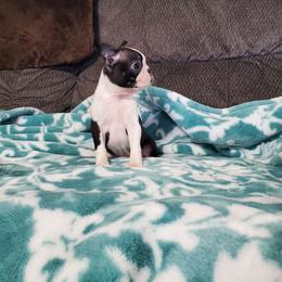 Rae - Black brindle and white Boston Terrier puppy in Billings, Missouri from Azaleas Euro Boxers & Boston Terriers