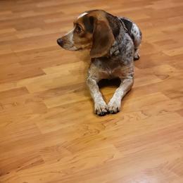 Ami - Beagle