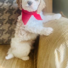 Cockapoo Puppies from Daysi's Puppies