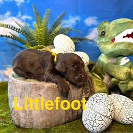 Littlefoot - Chocolate female Labradoodle puppy in Chelan, Washington from North Cascades Doodles