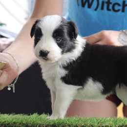 Poppy - Black and white female Border Collie puppy in Summerville, South Carolina from MeadowView