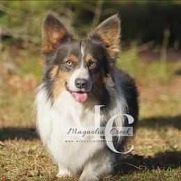 Axel (XL) - Pembroke Welsh Corgi