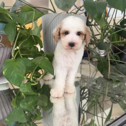 Kai - Parti male Poodle puppy in Los Angeles, California from Exquisite Doodles