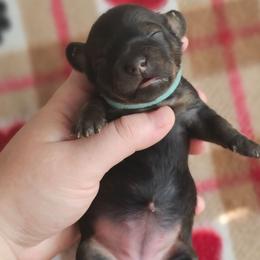 Ida - Cream female Dachshund puppy in Loganville, Georgia from Royal Dackel Haus