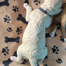 French Bulldog and Goldendoodle Puppies from Good Vibes Puppies