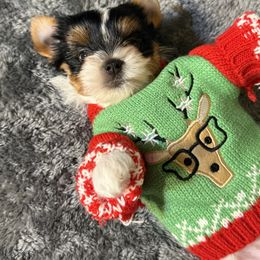 Fiona 5000 - Black tan and white female Biewer Terrier puppy in Temecula, California from Biewer Puppies USA