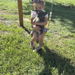 French Bulldog Puppies from Jasmine McMurtry