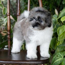 Duke Caboom - Merle male Schnoodle puppy in Grove, Oklahoma from Grand Lake Poodles & Doodles