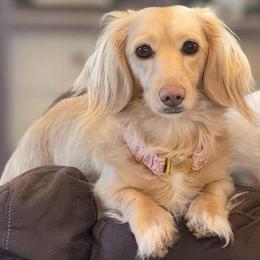 Winnie - Dachshund