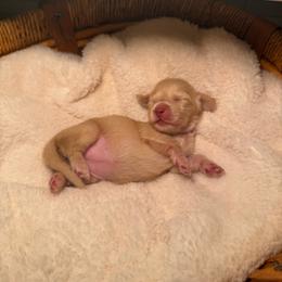 Muffin - Cream female Dachshund puppy in Modesto, California from Golden State Mini Doxies