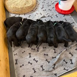 Boy 3 - Black male Labrador Retriever puppy in Remsen, New York from Lake Julia Labradors