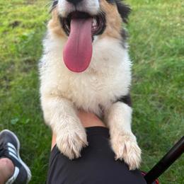 Lucy - White and black female Pembroke Welsh Corgi puppy in Fontanelle, Iowa from Alegandra’s Pembroke Welsh Corgis