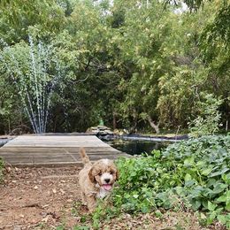 Cavapoo, Cockapoo, Goldendoodle, and Maltipoo Puppies from Perdue Puppies