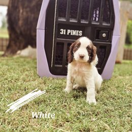 Boykin Spaniel and English Springer Spaniel Puppies from 31 Pines Springers & Retrievers