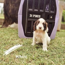 Boykin Spaniel and English Springer Spaniel Puppies from 31 Pines Springers & Retrievers