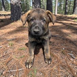 Laverne - Sable female German Shepherd puppy in Oakland, Oregon from VHM German Shepherds