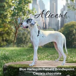 Alicent - Great Dane