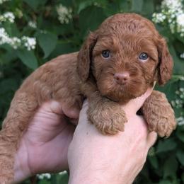 Rusty - Red male Cavapoo puppy in Coshocton, Ohio from Forever Family Puppies