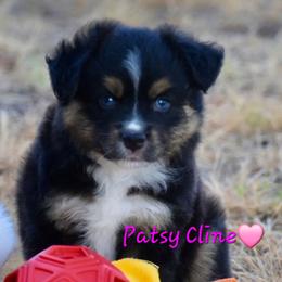 Patsy Cline - Black tri female Toy Australian Shepherd puppy in Powell Butte, Oregon from Willow Lane Ranch