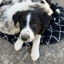 Border Collie Puppies from Roaring River Border Collies