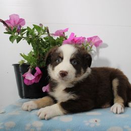 Jade - Red tri-color female Australian Shepherd puppy in Honey Brook, Pennsylvania from New Adventures Puppies