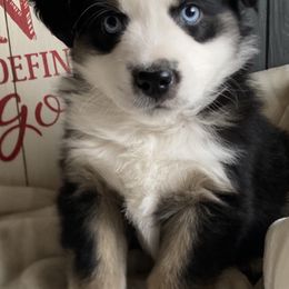 Australian Shepherds and Miniature Australian Shepherds from Hagan Farm