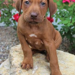 German Shepherd and Rhodesian Ridgeback Puppies from Sugar Paws Pets