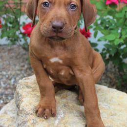German Shepherd and Rhodesian Ridgeback Puppies from Sugar Paws Pets
