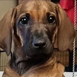 G1 - Rd whtn blk nose female Rhodesian Ridgeback puppy in Chino, California from Desert Star African Lionhounds
