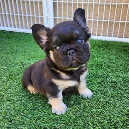 Teddy Bear - Black and tan male French Bulldog puppy in Las Vegas, Nevada from Fabulousbulldogs LLC