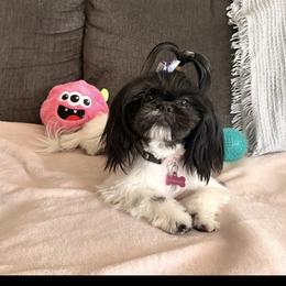 Leia - Shih Tzu