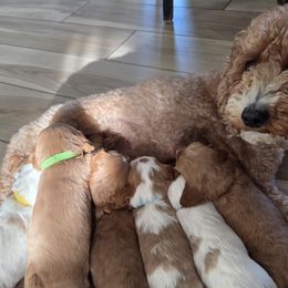 Cavalier King Charles Spaniels and Cavapoos from Salt Creek Doodles