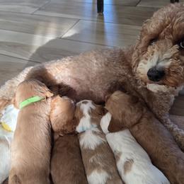 Cavalier King Charles Spaniels and Cavapoos from Salt Creek Doodles