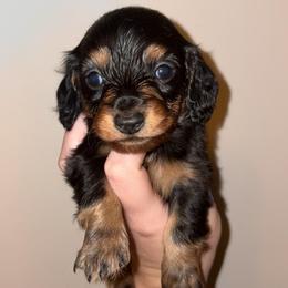 Georgette - Black and tan female Dachshund puppy in Goldthwaite, Texas from Mini Mama Dachshunds