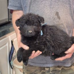 Blue boy - Black male German Shepherd puppy in Lake George, Colorado from High Country German Shepherds
