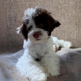 Scooby - Brown and white male Cockapoo puppy in Queens, New York from The 2 Musketeers_Cockapoos