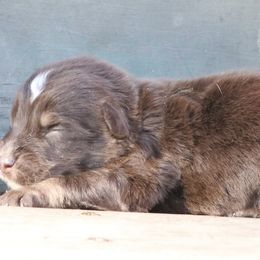 Storm - Red tri-color male Australian Shepherd puppy in Macon, Georgia from Shaina’s Shepherds