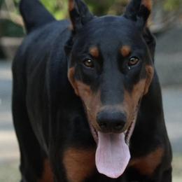 Doberman Pinschers from Blackthorn Kennel