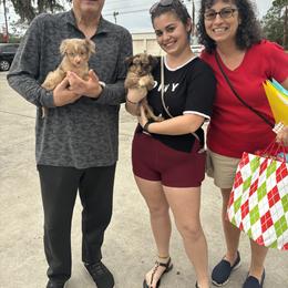 Australian Shepherd, Miniature American Shepherd, and Miniature Australian Shepherd Puppies from Coast to coast Aussies